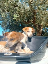 Cuccioli simil bassotti