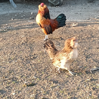 Galline barbuta d anversa