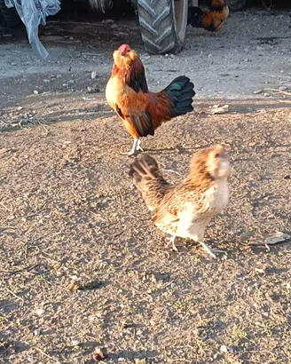 Galline barbuta d anversa