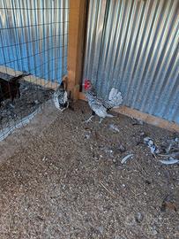 Gallina ornamentale sebright coppia