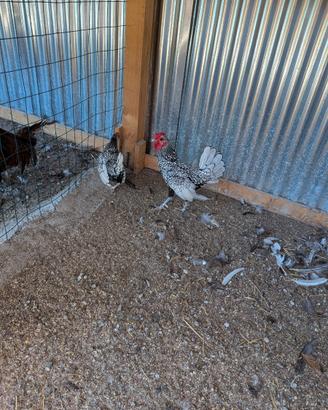 Gallina ornamentale sebright coppia