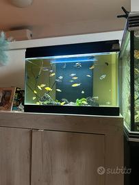 Acquario 80 litri