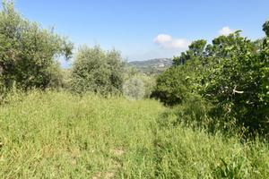 TER. AGRICOLO A TORCHIARA