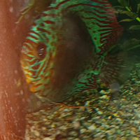 Discus