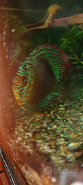 Discus