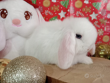 Coniglietto nano minilop