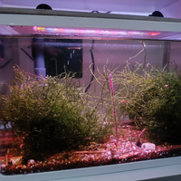 Acquario completo come in foto con caridine boody