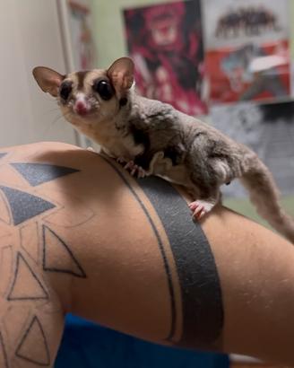 Petauro dello zucchero