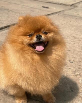 ACCOPPIAMENTO volpino pomerania TOY Pedigree