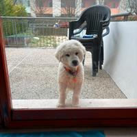 Cucciolo pastore maremmano