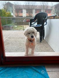 Cucciolo pastore maremmano