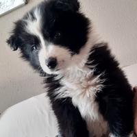 Cucciola Border collie
