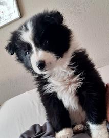 Cucciola Border collie