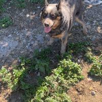Australian Cattle Dog