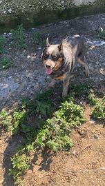 Australian Cattle Dog