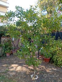 Albero limone 4 stagioni 