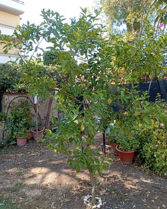 Albero limone 4 stagioni 