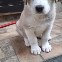 Cuccioli Alabai (Pastore dell' Asia Centrale)