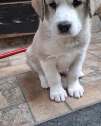 Cuccioli Alabai (Pastore dell' Asia Centrale)