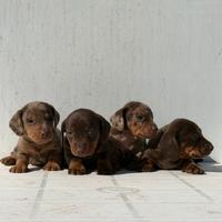 Bassotto nano / kaninchen