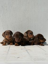 Bassotto nano / kaninchen