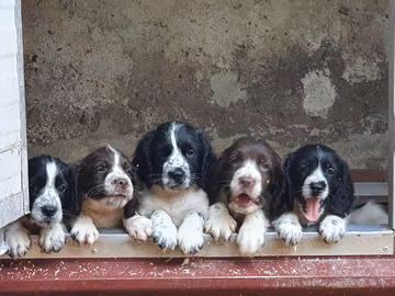Springer Spaniel Cuccioli