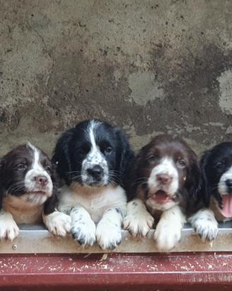 Springer Spaniel Cuccioli