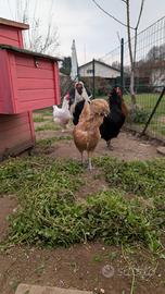 Galline ornamentali Grunlegher