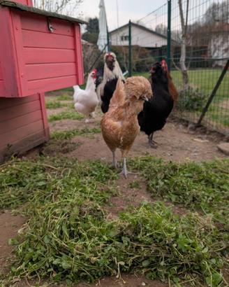 Galline ornamentali Grunlegher