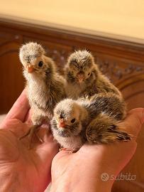 Galline