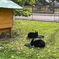 CONIGLIO razza LEONE