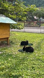 CONIGLIO razza LEONE