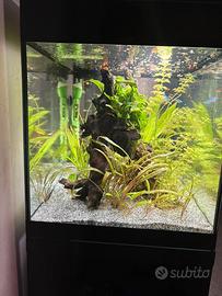 Acquario