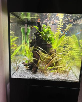 Acquario