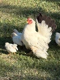 Galline Nagasaki