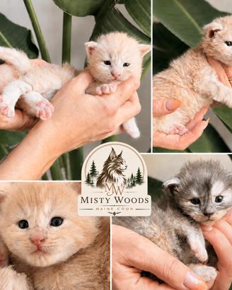 Cuccioli Maine Coon Alta Genealogia -