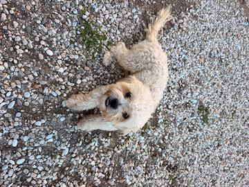 Maltese