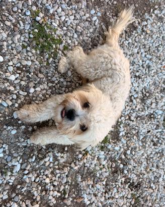Maltese