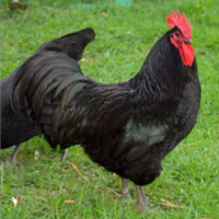 Gallo australorp