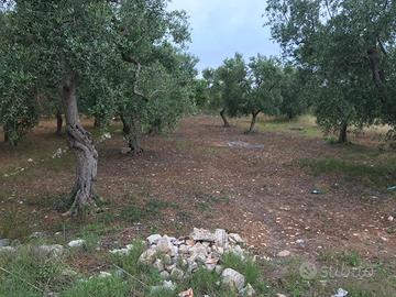 Uliveto 26 alberi secolari  a Valenzano