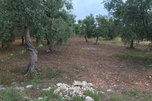 Uliveto 26 alberi secolari  a Valenzano