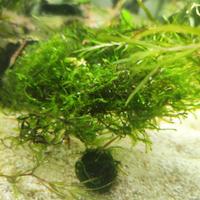 Java moss