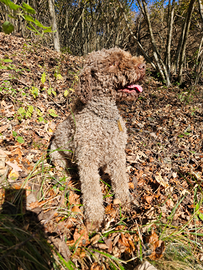 Lagotto per accoppiamento