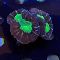 Caulastree vari colori