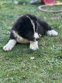 Cucciolo mix pastore abruzzese border collie