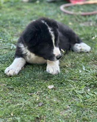 Cucciolo mix pastore abruzzese border collie