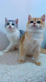 British Shorthair Scottish Fold e Straight