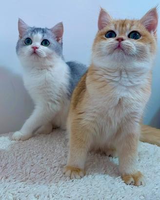 British Shorthair Scottish Fold e Straight