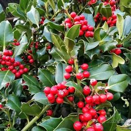 🌿 Agrifoglio (Ilex Aquifolium) Pianta Sempreverde