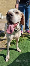 Pointer femmina